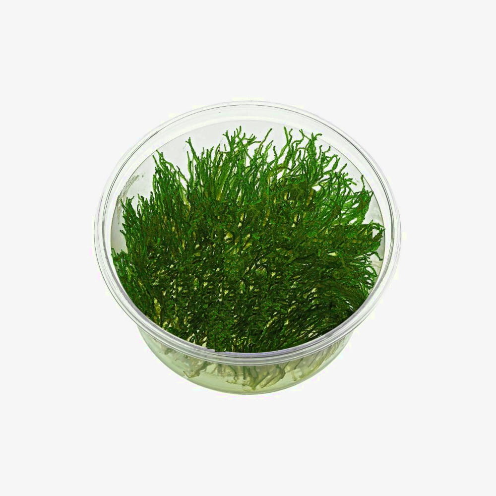flame moss 10cm.jpg